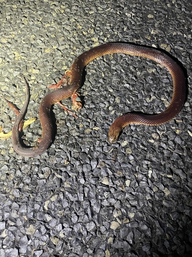 Mulga Snake sighting