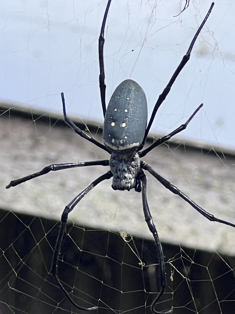 Nephila vitiana from Pulau Bali, Bangli, Bali, ID on January 17, 2024 ...