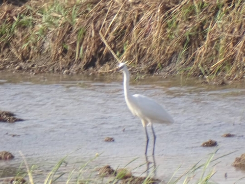 Great Egret