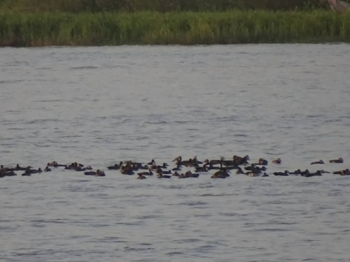 White-faced Whistling-Duck