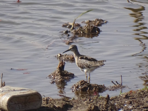 Wood Sandpiper