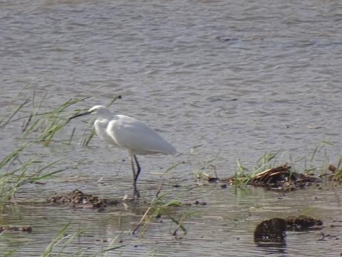 Little Egret