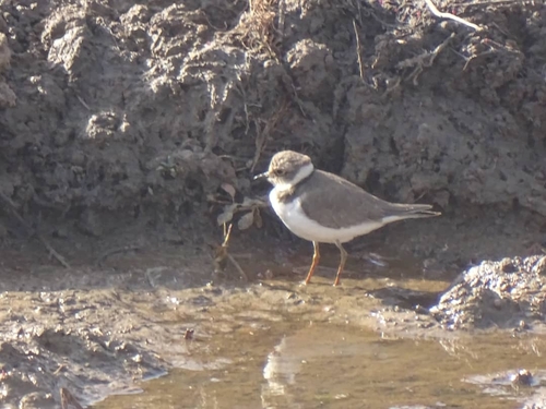 Little Ringed Plover
