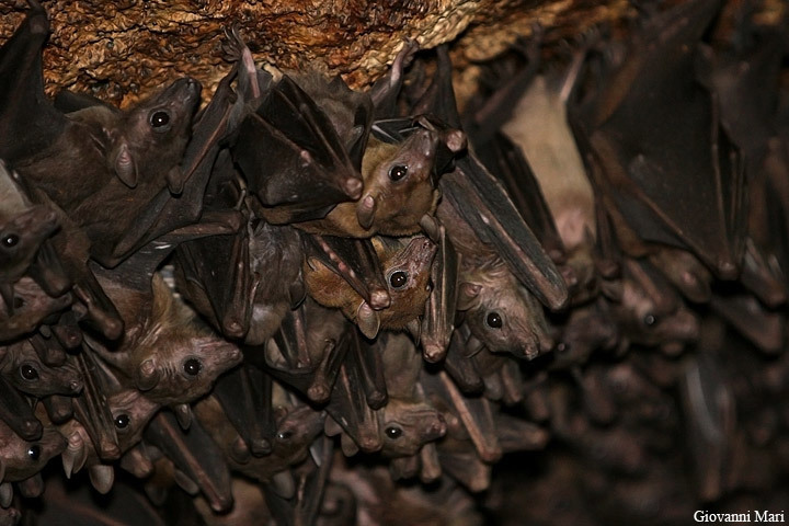 Egyptian Rousette (Bats Of Guinea) · INaturalist