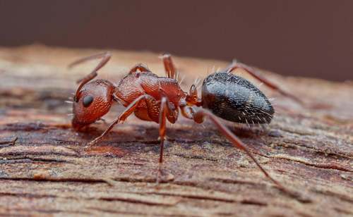 Camponotus robecchii