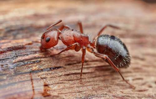 Red Bristly Sugar Ant (Camponotus robecchii) · iNaturalist