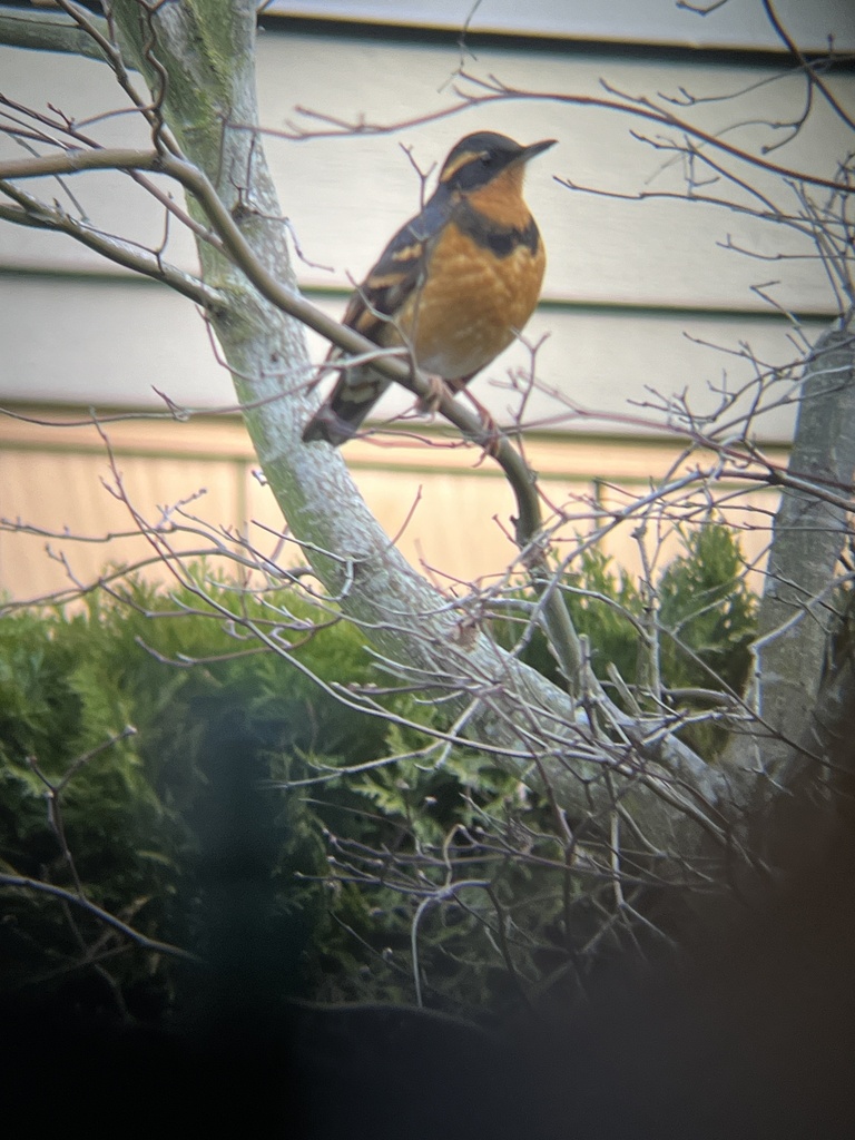 Varied Thrush In January 2024 By Mason Maron INaturalist   Large 