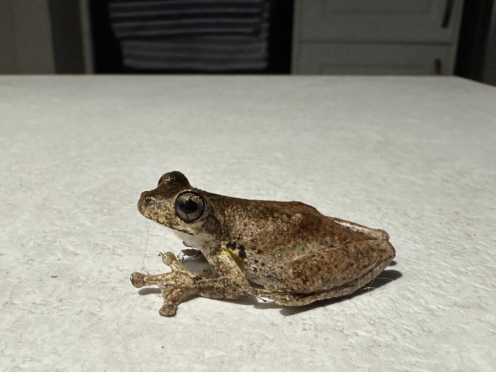 Peron's Tree Frog from Ningi Esplanade, Ningi, QLD, AU on January 17 ...