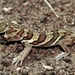 African Whole-toed Gecko - Photo (c) donchelu, all rights reserved, uploaded by donchelu