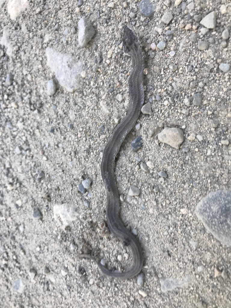 Chilean Slender Snake from Coihueco, Panguipulli, Región de Los Ríos ...