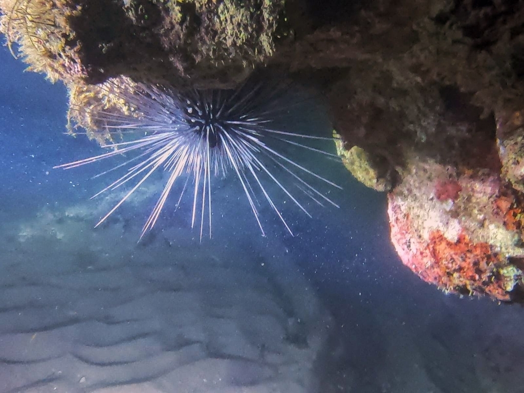 Long-spined Sea Urchin