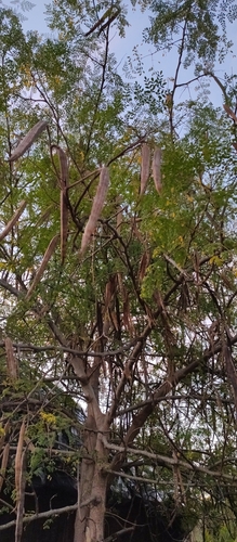 Moringa tree (Moringa oleifera)