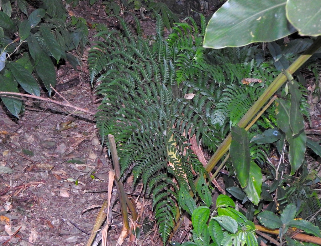Dryopteris marginata (Dryopteris marginata)
