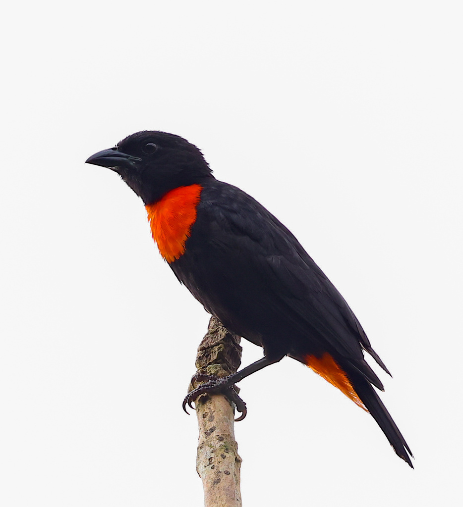 Red-vented Malimbe (Malimbus scutatus) photo