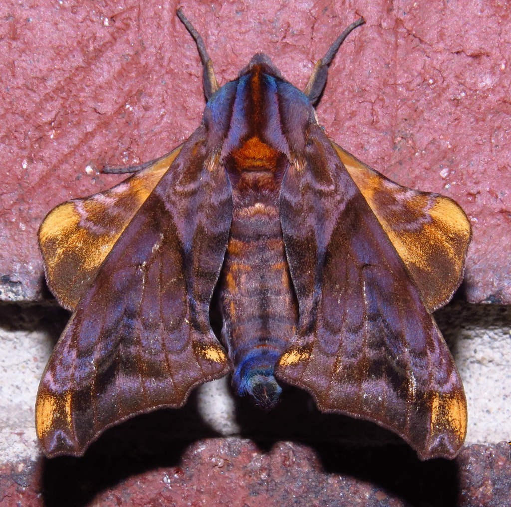 Small-eyed Sphinx from Hardwick Township, NJ, USA on August 18, 2013 at ...