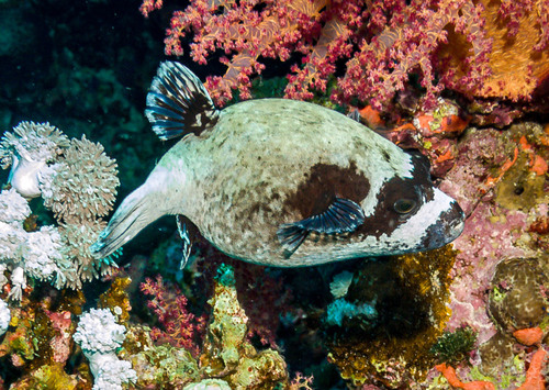 Masked Puffer — seen at this dive site