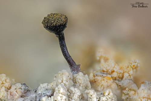 Chaenotheca ferruginea