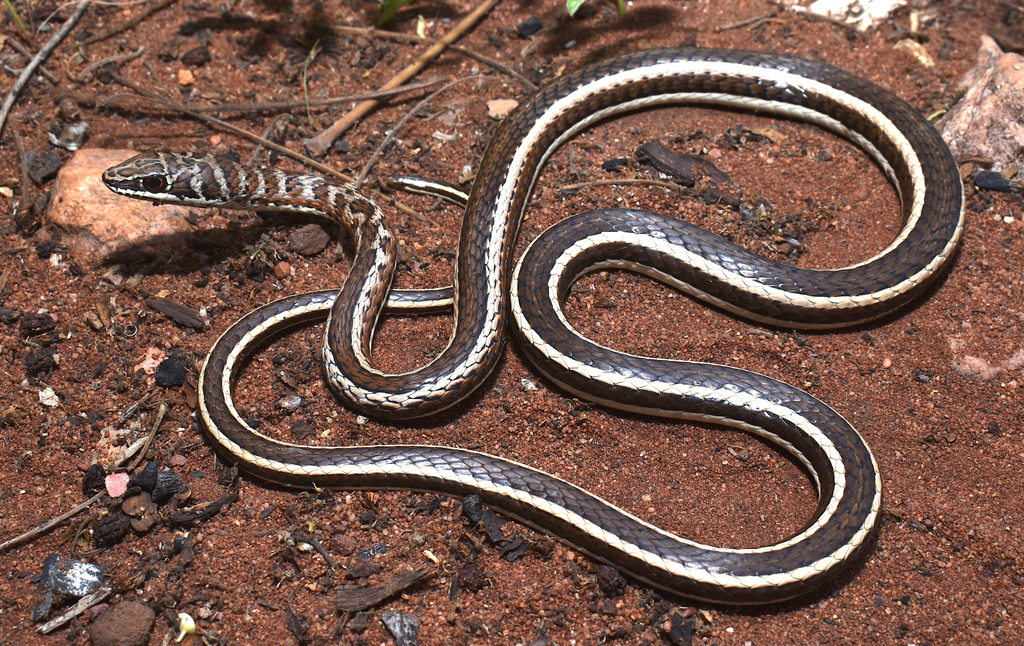 Stripe-bellied Sand Snake from Blouberg Nature Reserve, Bochum/My ...