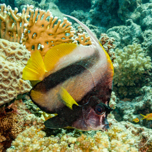 Red Sea Bannerfish