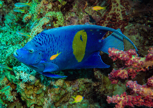 Halfmoon Angelfish — seen at this dive site