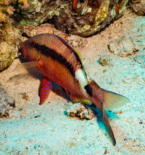Longbarbel Goatfish — seen at this dive site