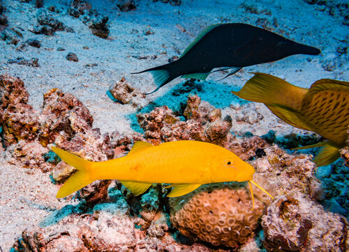 Red Sea Bird Wrasse — seen at this dive site