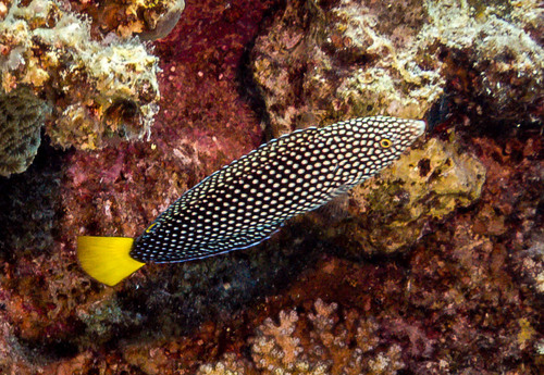 Yellowtail Wrasse — seen at this dive site