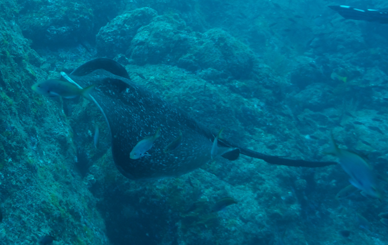 Marble ray