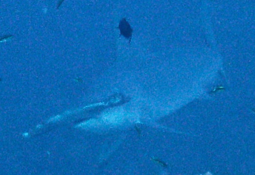 Scalloped hammerhead