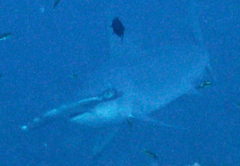 Scalloped hammerhead