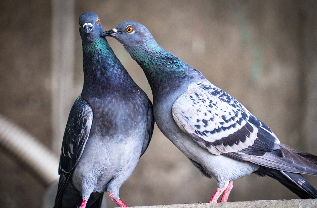 Rock Pigeon from Hanakawado, Taito City, Tokyo 111-0033, Japan on April ...