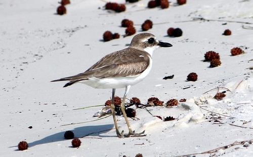 Greater Sand-Plover