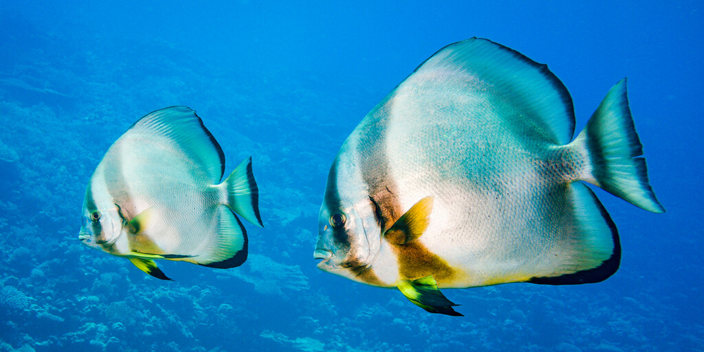 Round Batfish