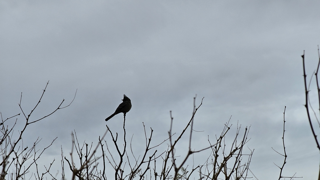 Capulinero negro desde Twentynine Palms, CA 92277, USA el miércoles, 17