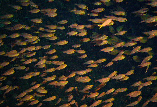 Guenther's Sweeper — seen at this dive site