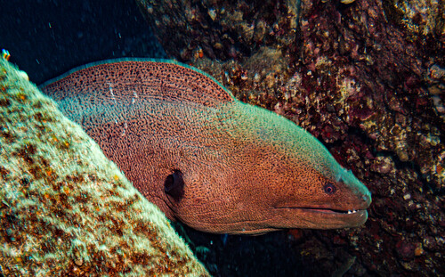 Giant Moray — seen at this dive site