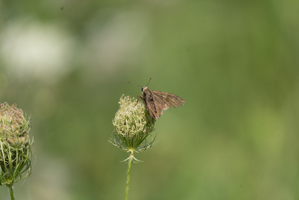 Little Glassywing from Kuenning-Dicke Natural Area, 4300 Lock 2 Rd, New ...