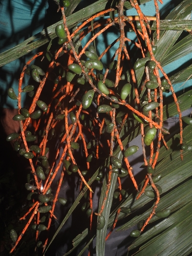 Chamaedorea angustisecta
