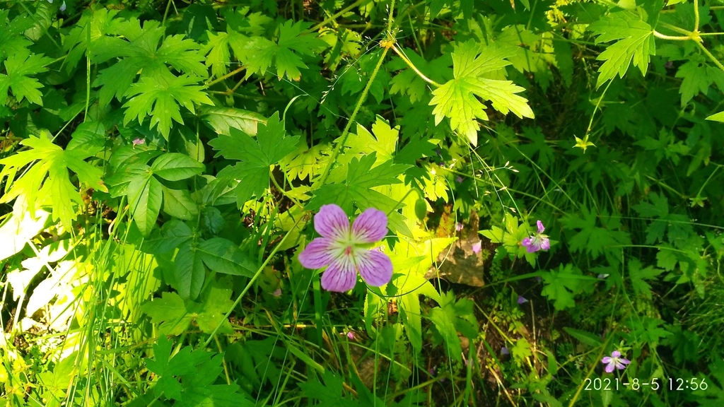 Wlassov's cranesbill from Старая Ангасолка Лагерь, 149-й км ...