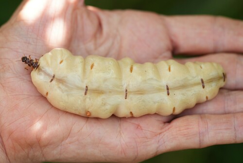 Macrotermes bellicosus