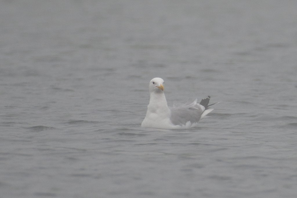 California Gull from Parkland County, AB, Canada on July 17, 2021 at 09 ...