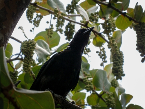 Greater Antillean Grackle