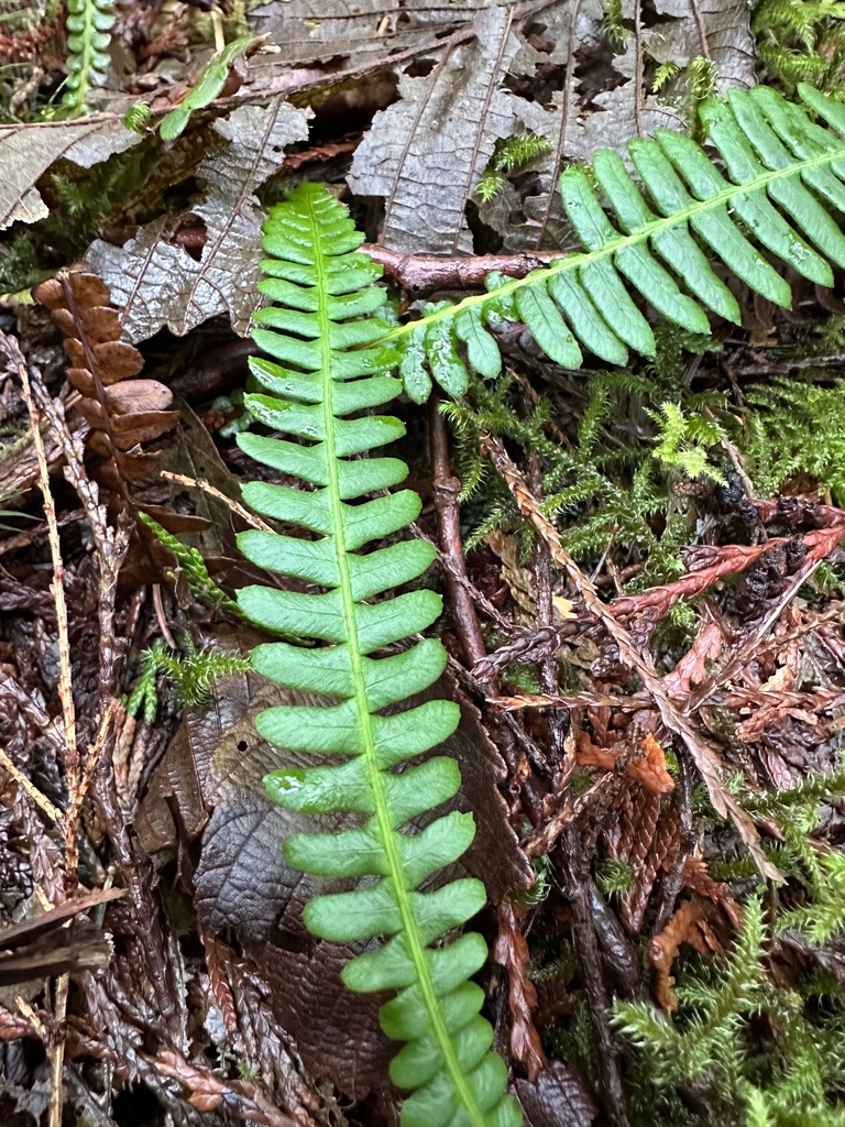 deer fern from Arch Cape Mill Road, Arch Cape, OR, US on January 10 ...