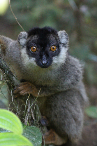 Common Brown Lemur