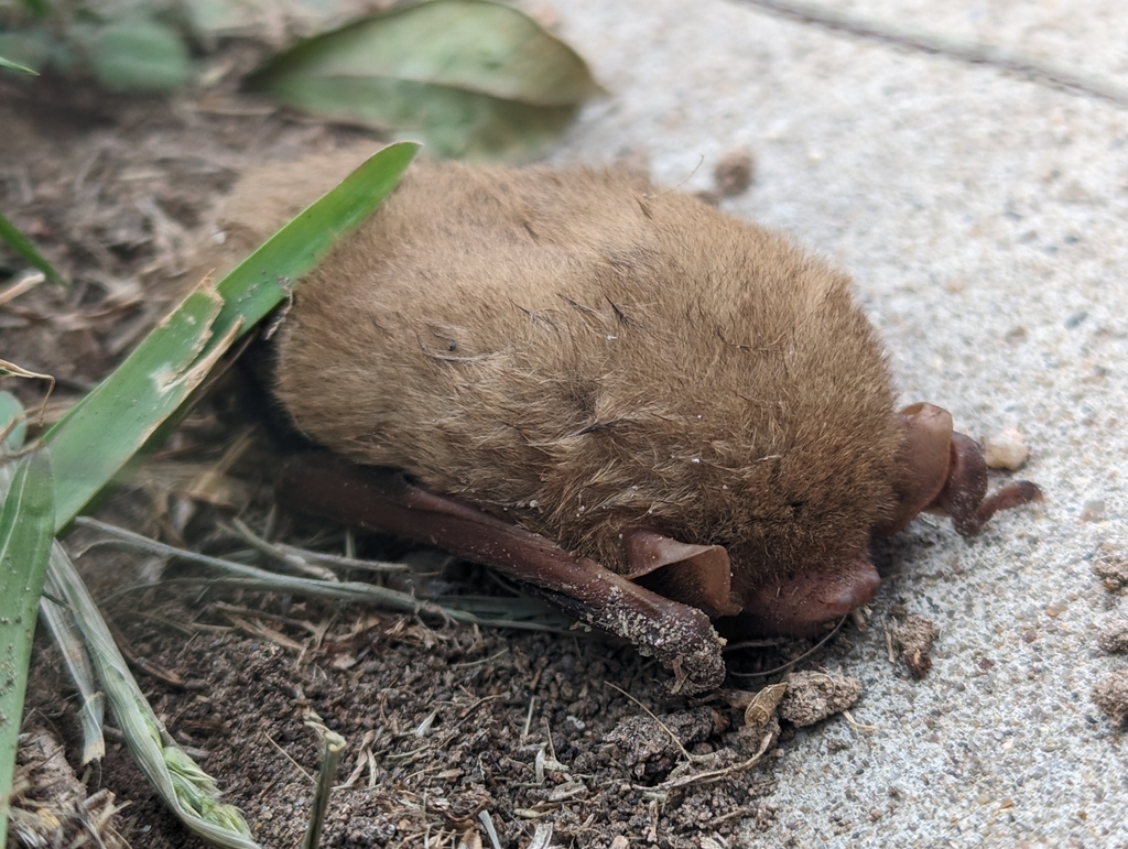 Yellow Bats from 10th & Hibiscus/Sierra Title, McAllen, TX 78501, USA