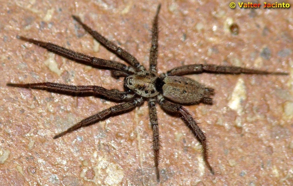 Nomisia Ground Spiders from Corte do Gago, Faro, Portugal on 16 May ...