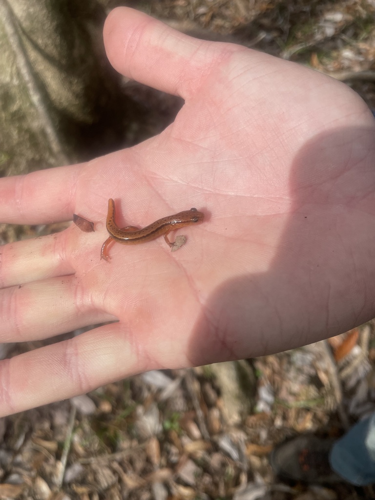 Southern Two Lined Salamander In January 2024 By Dylan Beck INaturalist   Large 