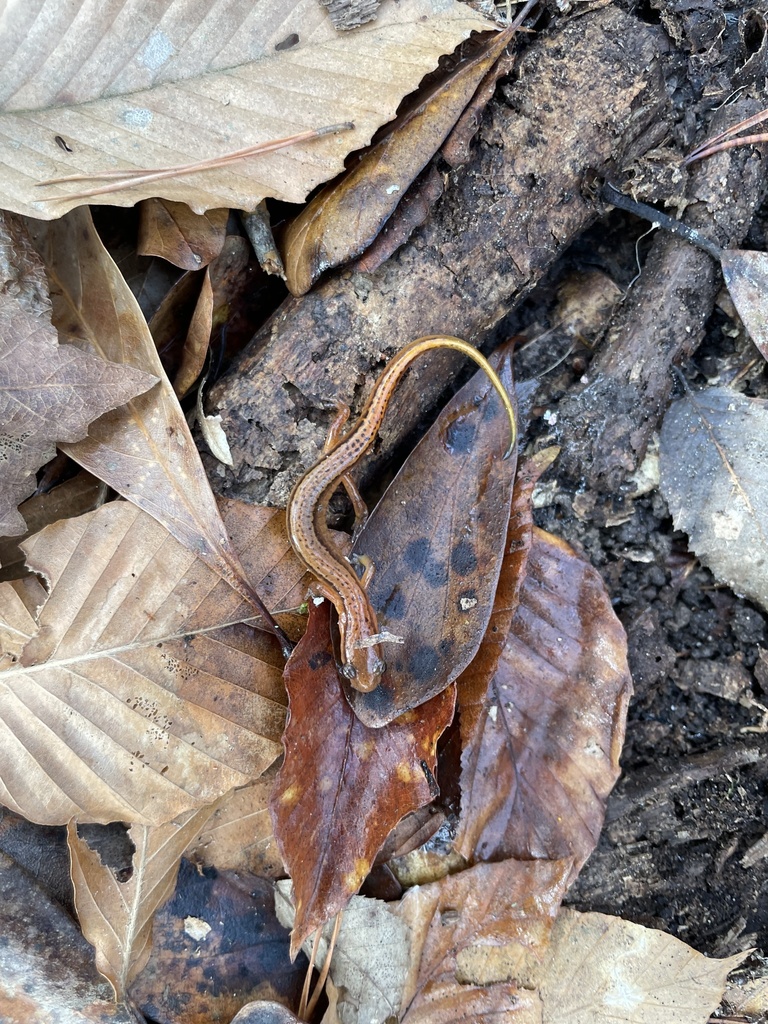 Southern Two-lined Salamander in January 2024 by Dylan Beck · iNaturalist