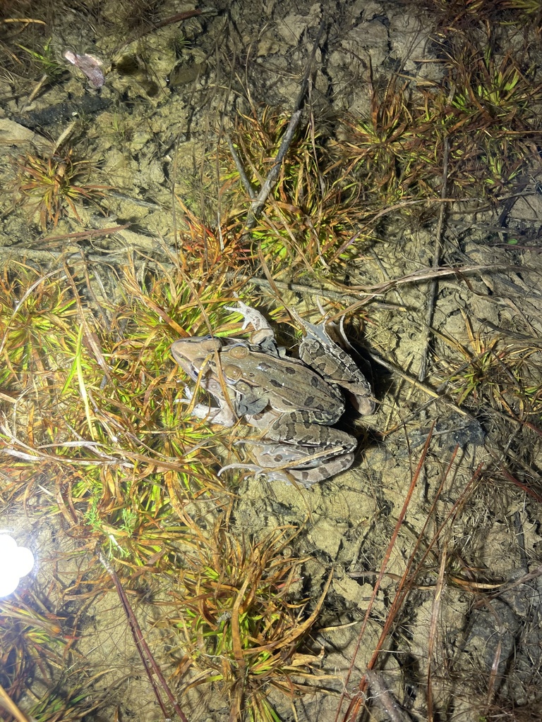 Southern Leopard Frog In January 2024 By Dylan Beck Amplexus INaturalist   Large 