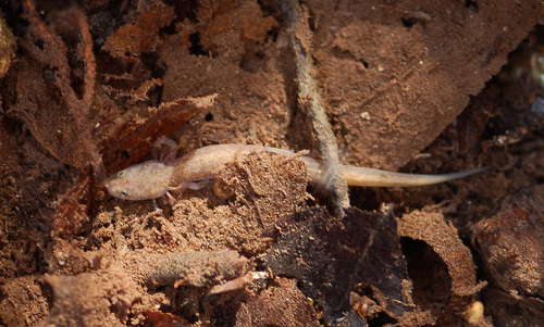 Georgetown Salamander